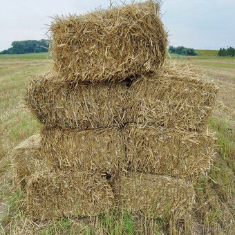 Malé hranaté balíky pšeničné slámy sklizeň 2025 - 6