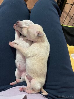 Italsky chrtik s pp - 6