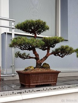 Bonsai borovice lesní (Pinus sylvestris compressa) - 6