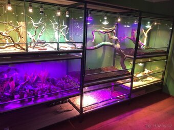 Terarium - 6
