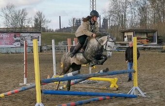 Prodej devítiletého hřebece Welsh pony, sekce B - 6