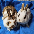 Nabízím zakrslé králíčky- hladké stáří 7 měsíců - 6