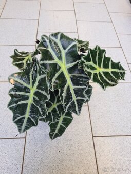 Alocasie - hlízy, rostliny - 6