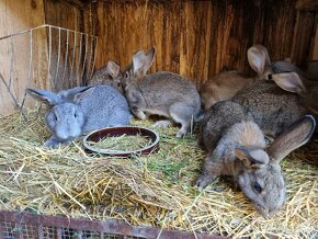 Masní králíci samci/samice nepříbuzní - 6