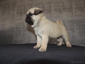 MOPS s PP. - 6