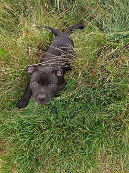 Stafordšírský bulteriér s PP - 6