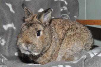 ZAKRSLÍ I VELCÍ KRÁLÍCI Dobříš - 6