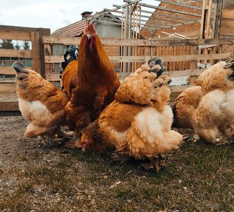 Brahmánka velká - 6