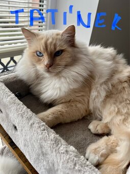 Ragdoll koťátka bez PP - 6