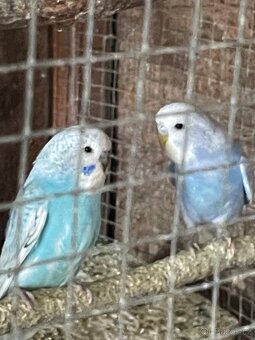 Andulka- Mláďata na ochočení - 6