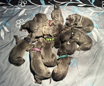 Německá doga modrá s PP - 6