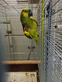 Amazoňan modročelý - 6