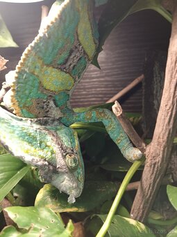 Chameleon - 6