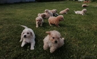 Predám šteniatka maltipoo. - 6