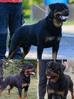 Rotvajler - štěně pes s PP - 6
