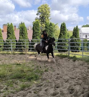 prodám dvě poničky 17 let výška 135 a 125cm - 6