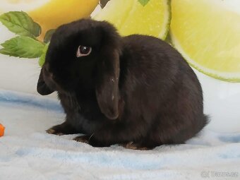 Volná samička - Anglický Zakrslý Beránek MiniLop🍑🧡🤍 - 6