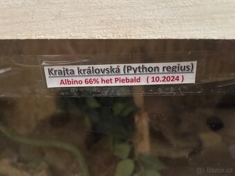 Krajta královská samice - 6