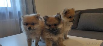Špic pomeranian s pp štěňata - 6