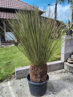 Yucca rostrata, faxoniana dasylirion - 6