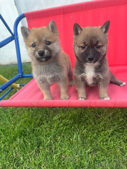 Shiba inu - 6
