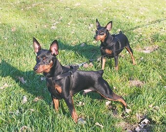 Trpasličí pinč Minidoberman - 6