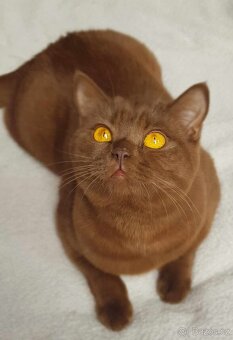 Krasna britská kratkosrstna koťata - 6