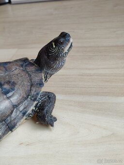 Želvárium-akvárium set včetně 3 vodních želv - 6