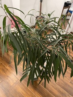 Ficus Mahori(Hydroponia) - 6