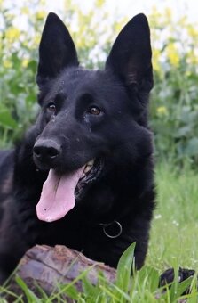 Německý ovčák štěňata - 6