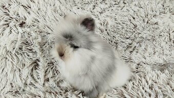Zakrslý králík, králíček (Teddy) - MORTY - 6