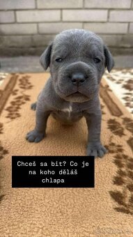 Cane corso rezervaci - 6