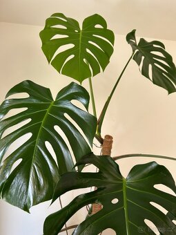 Velká monstera - 6