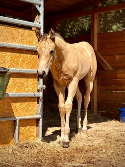 Klisna AQH, zahraniční spojení - 6