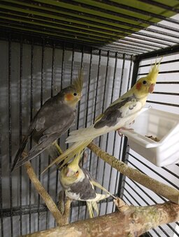 Korela chocholatá - 6