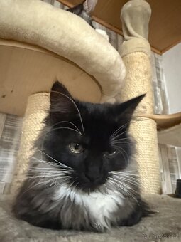 Mainská mývalí - 6