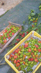 Chilli semínka 7 druhů, Car.Reaper,Trin. Scorp. Moruga a jin - 6