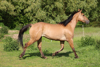 AQH Klisna Bay Dun 3 roky - 6
