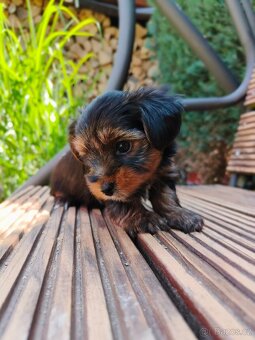 🐾 Yorkshire teriér štěňátka – holčička a chlapeček - 6