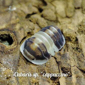 ❤️Obrovská sbírka isopod - 6