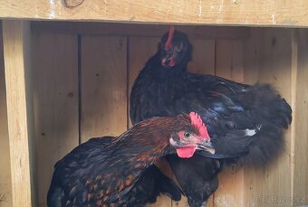 Marans kohouti - 6