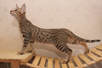 Savannah kotatka F5 - 6