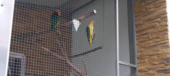 1.1. Žako Kongo,1.1.Pap.Senegálský,Amazonek Bělobřichý - 6