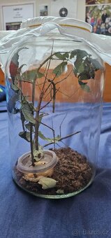 Rezervace - Strašilky - pakobylky rohaté - 6