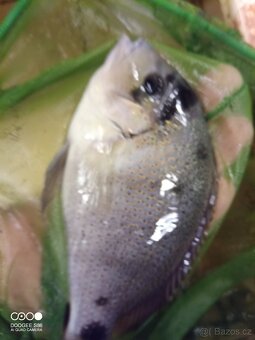 Vieja argentea, Nandopsis tetracanthus, Astronotus ocellatus - 6