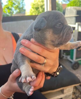 Štěňátko American Bully - 6