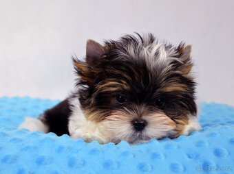 biewer yorkshire terrier s PP- Ginno - 6