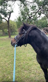 Prodám- pony - 6
