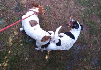 Jack Russell teriér, dvě štěňátka,chlapečci - 6