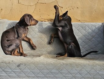 Louisianský leopardí pes - 6